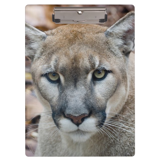 Cougar, mountain lion, Florida panther, Puma Clipboard (Front)