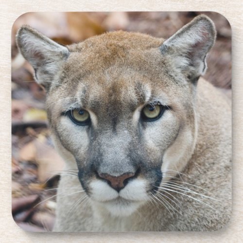 Cougar mountain lion Florida panther Puma Drink Coaster
