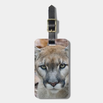 Cougar  Mountain Lion  Florida Panther  Puma Luggage Tag by theworldofanimals at Zazzle