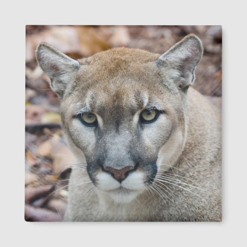 Cougar mountain lion Florida panther Puma Magnet