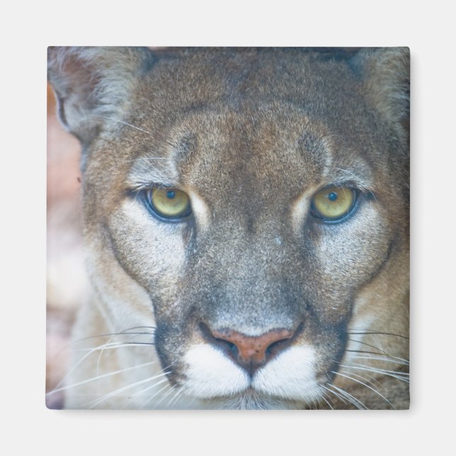 Cougar, mountain lion, Florida panther, Puma Magnet (Front)