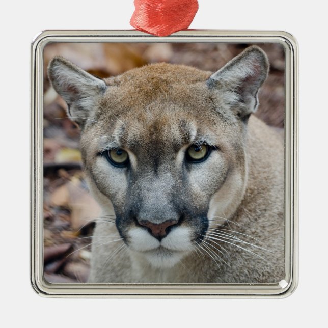 Cougar, mountain lion, Florida panther, Puma Metal Ornament (Front)