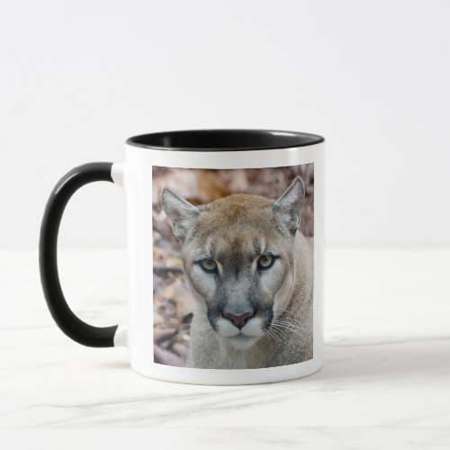 Cougar mountain lion Florida panther Puma Mug