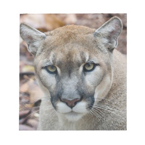 Cougar mountain lion Florida panther Puma Notepad