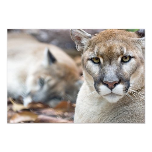 Cougar mountain lion Florida panther Puma Photo Print