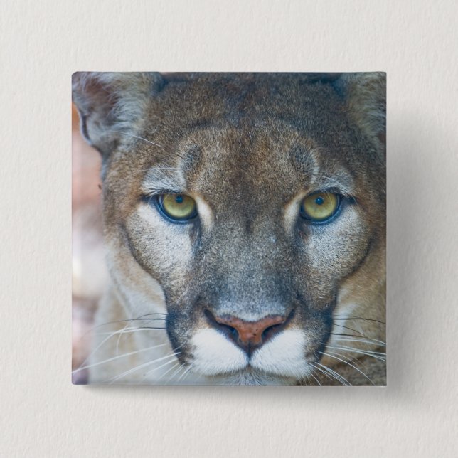 Cougar, mountain lion, Florida panther, Puma Pinback Button (Front)