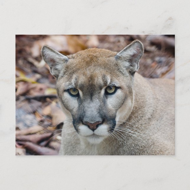 Cougar, mountain lion, Florida panther, Puma Postcard (Front)