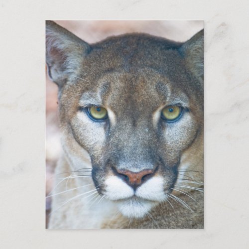 Cougar mountain lion Florida panther Puma Postcard