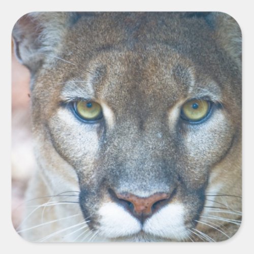 Cougar mountain lion Florida panther Puma Square Sticker