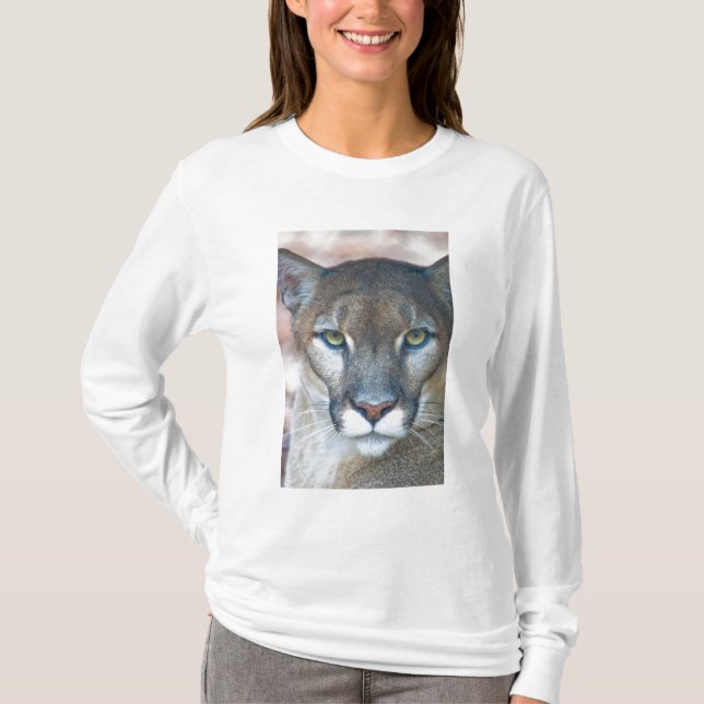 Cougar, mountain lion, Florida panther, Puma T-Shirt (Front)