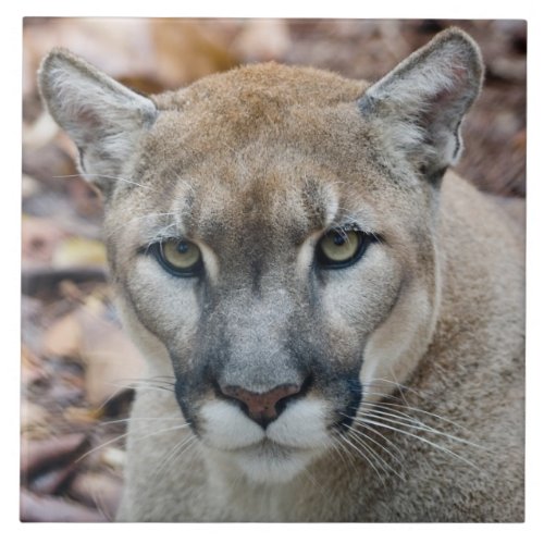Cougar mountain lion Florida panther Puma Tile