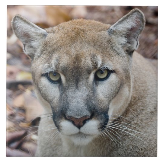 Cougar, mountain lion, Florida panther, Puma Tile | Zazzle.com