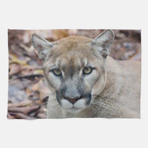 Cougar mountain lion Florida panther Puma Towel