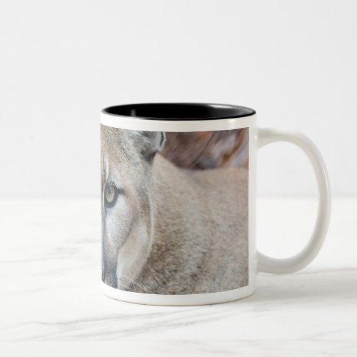 Cougar mountain lion Florida panther Puma Two_Tone Coffee Mug
