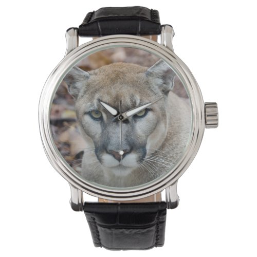 Cougar mountain lion Florida panther Puma Watch