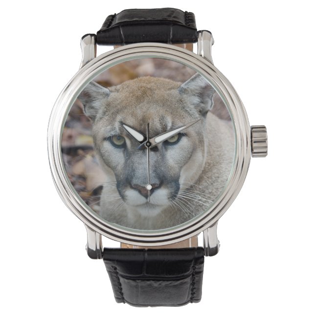 Cougar, mountain lion, Florida panther, Puma Watch (Front)