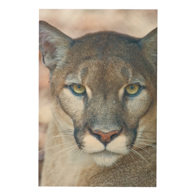 Cougar, mountain lion, Florida panther, Puma Wood Wall Decor (Front)