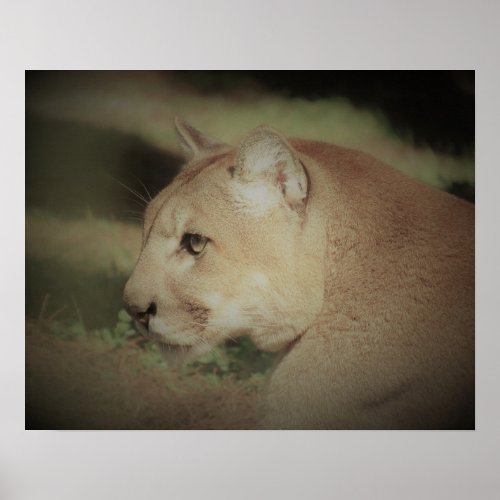 Cougar  Mountain Lion  Puma  Florida Panther  Poster