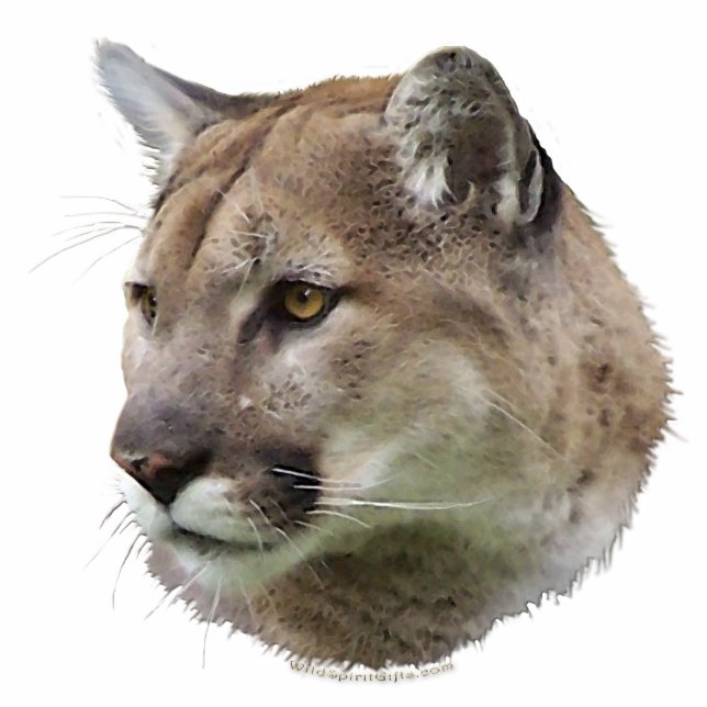 COUGAR MOUNTAIN LION (sculpted) Wildlife Gift Statuette (Front)