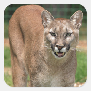 Cougar, mountain lion square sticker
