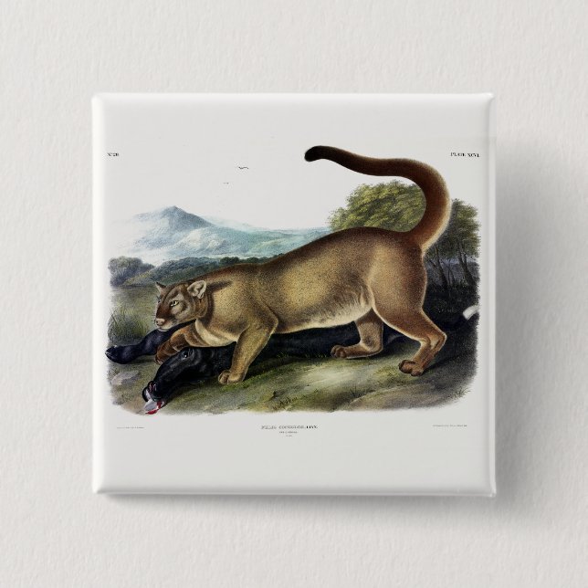 Cougar, or Puma, Panther, Mountain Lion, Catamount Button (Front)