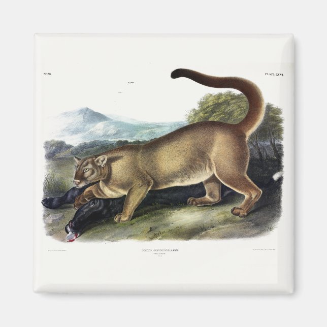 Cougar, or Puma, Panther, Mountain Lion, Catamount Magnet (Front)