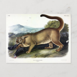 Cougar, or Puma, Panther, Mountain Lion, Catamount Postcard