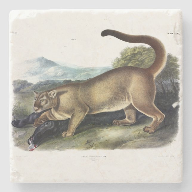Cougar, or Puma, Panther, Mountain Lion, Catamount Stone Coaster (Front)