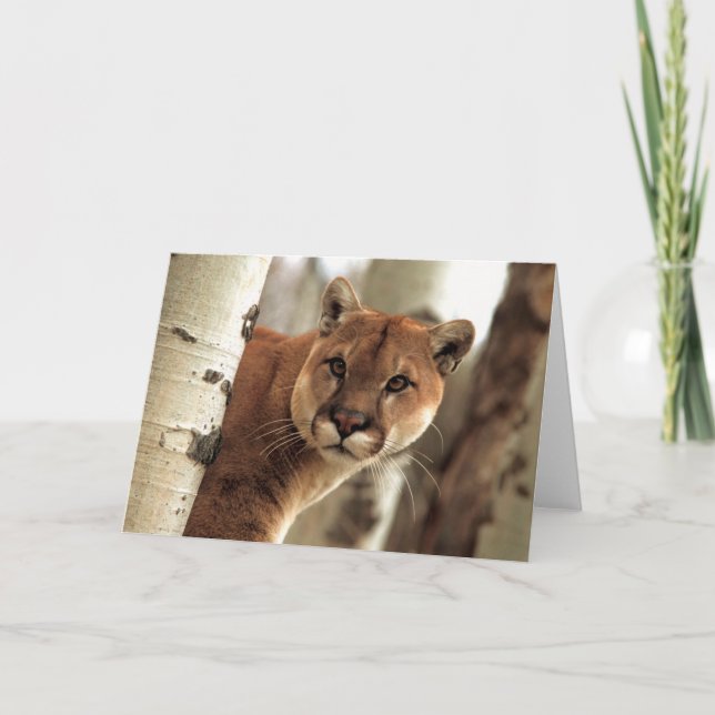 Cougar Photograph Card (Front)