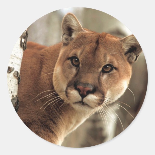 Cougar Photograph Classic Round Sticker (Front)