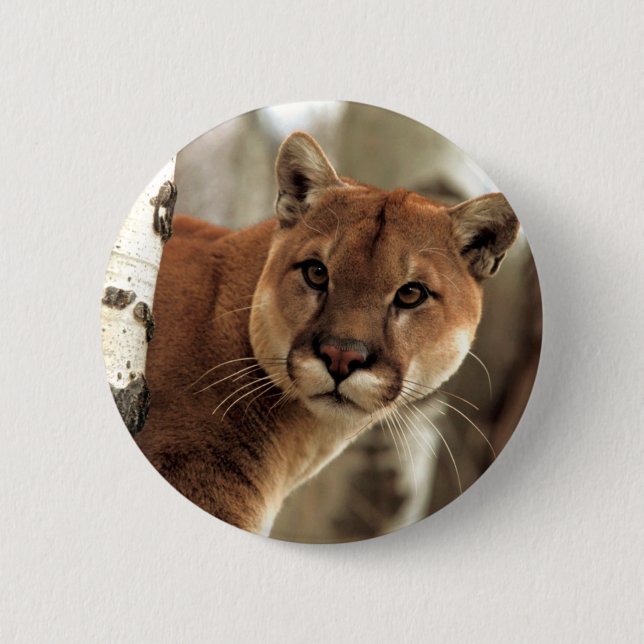 Cougar Photograph Pinback Button (Front)