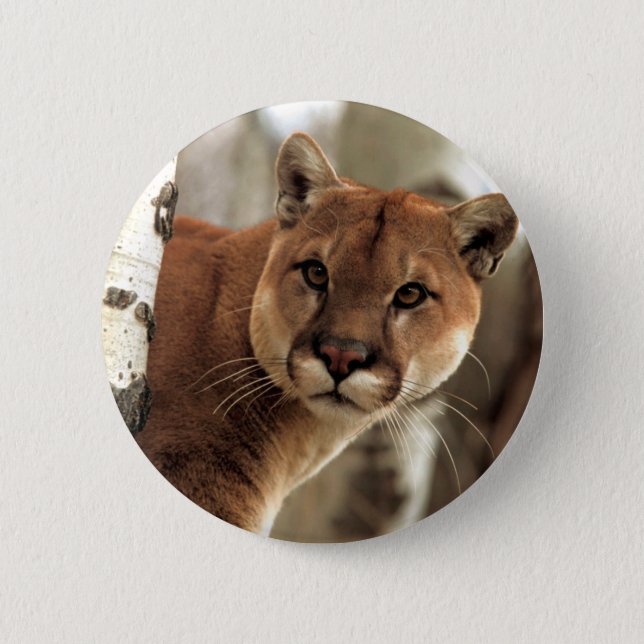 Cougar Photograph Pinback Button (Front)