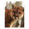 Cougar Photograph
