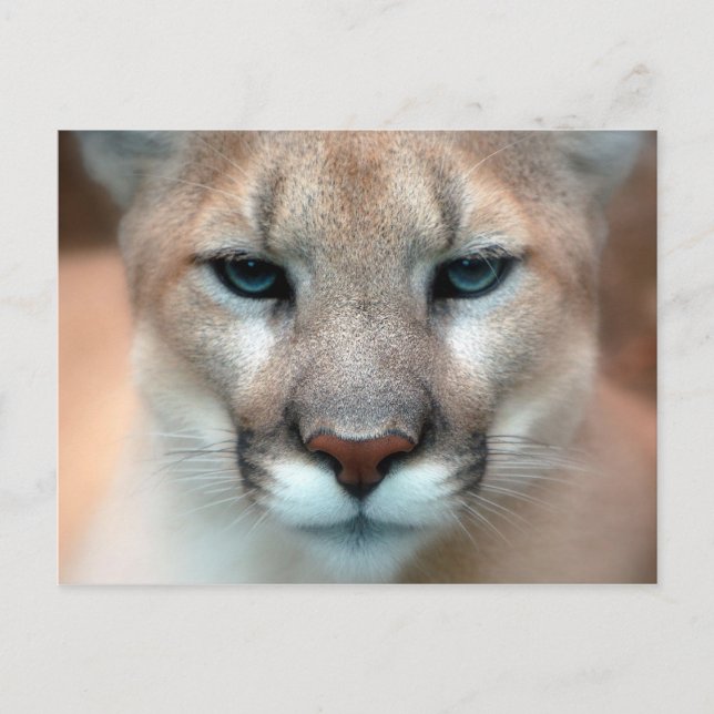 Cougar Postcard (Front)