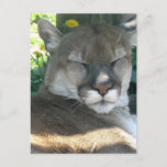Cougar Postcard