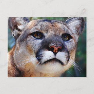Cougar Postcard