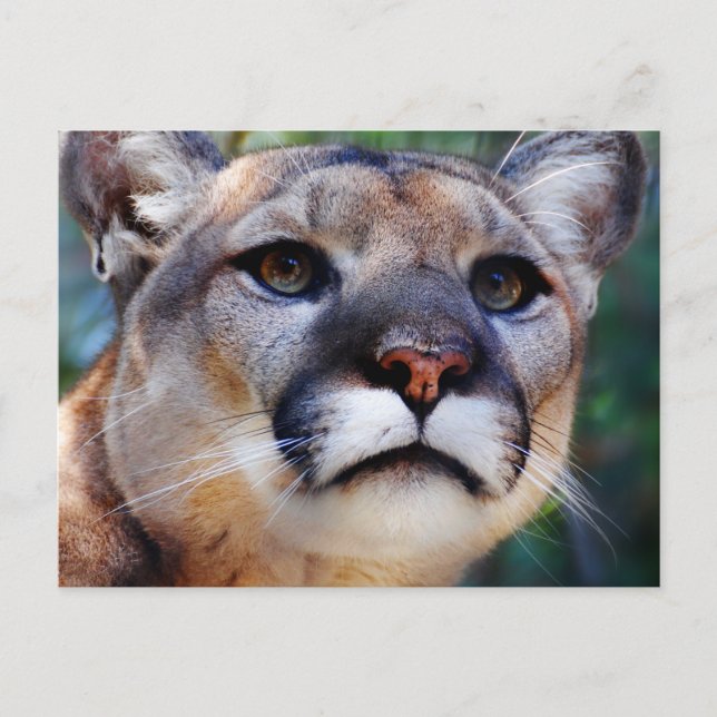 Cougar Postcard (Front)