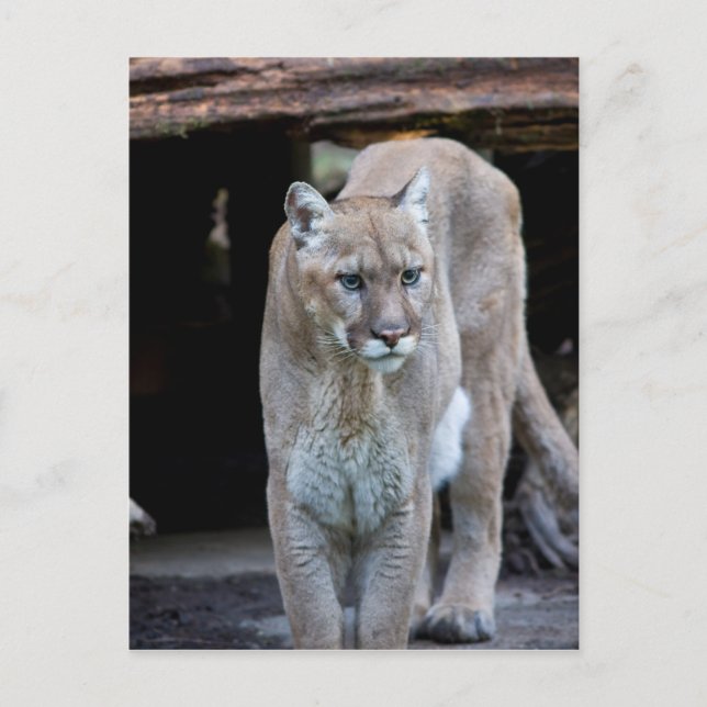 Cougar Postcard (Front)