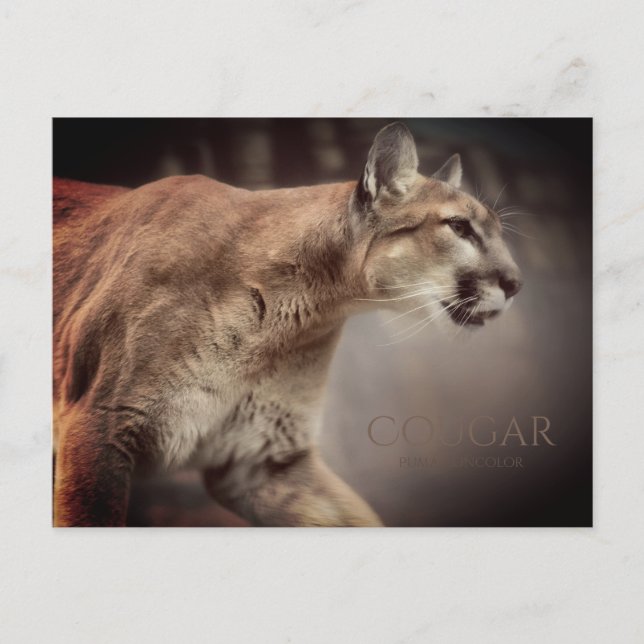 Cougar Postcard (Front)
