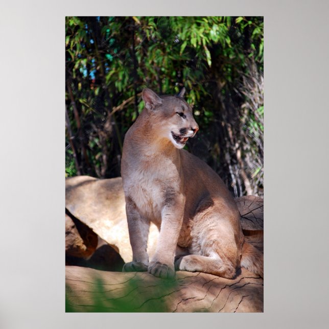 Cougar poster (Front)