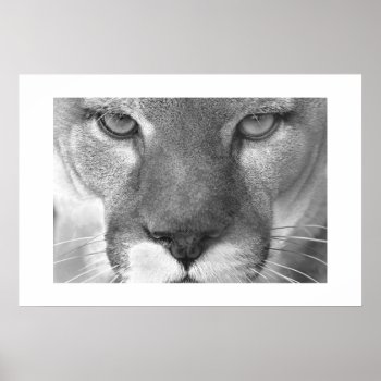 Cougar Poster by rgkphoto at Zazzle