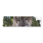 Cougar Pounce Bumper Sticker