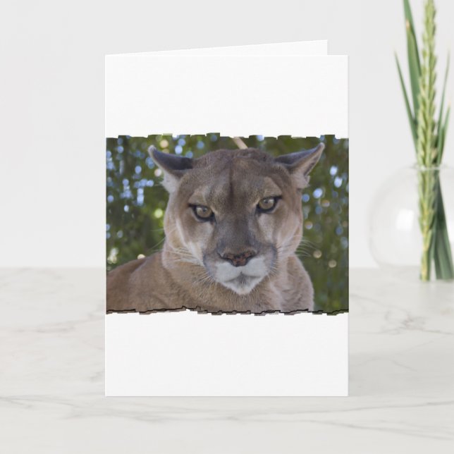 Cougar Pounce Greeting Card (Front)