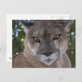 Cougar Pounce Postcard | Zazzle