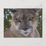 Cougar Pounce Postcard