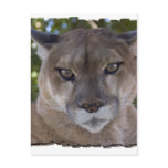 Cougar Pounce Postcard