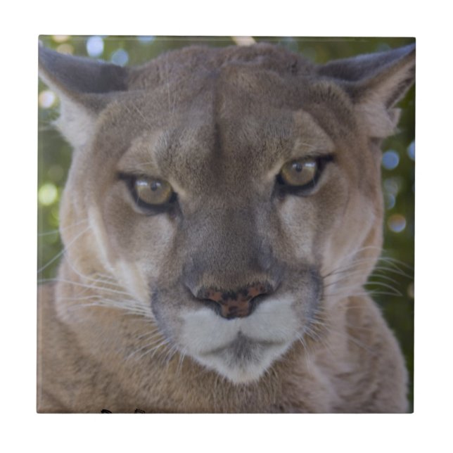 Cougar Pounce Tile (Front)