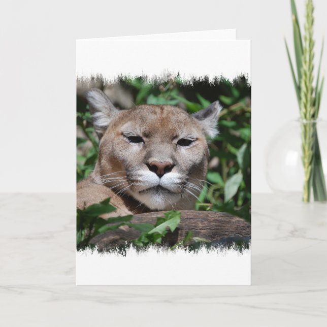 Cougar Predator Greeting Card (Front)