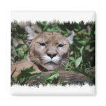 Cougar Predator Square Magnet