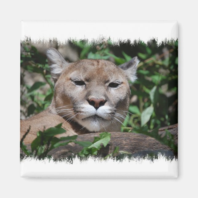 Cougar Predator Square Magnet (Front)